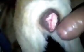 Casada loirinha senta na cara e na pica do vizinho nego que é puto - guy fucks animal, zoophilia fuck porn